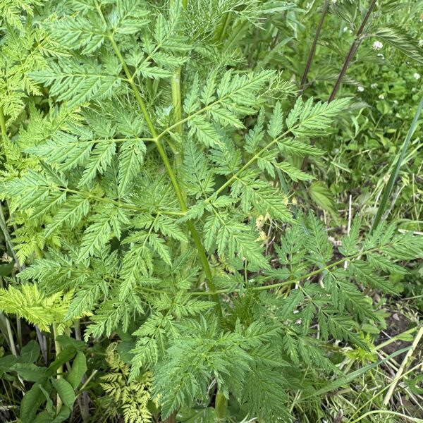 Conium maculatum hemlock