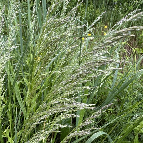 Deschampsia caespitosa tufted Hair-grass