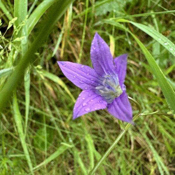 Campanula patula spreading Bellflower