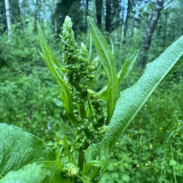 Rumex obtusifolius broad-leaved Dock