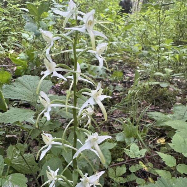 Platanthera bifolia lesser Butterfly-orchid