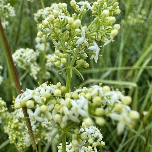 Galium odoratum Woodruff