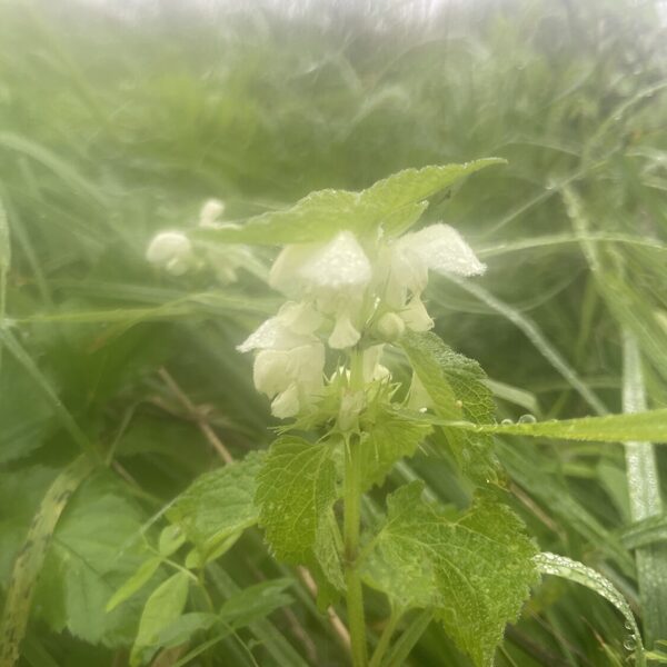 Lamium album white Dead-nettle