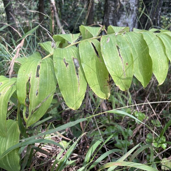 Polygonatum_odoratum_Solomons_seal