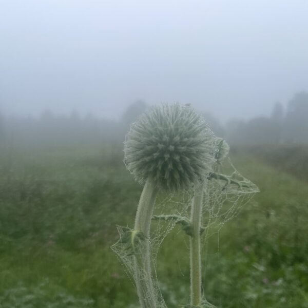 glandular Globe-thistle Echinops sphaerocephalus