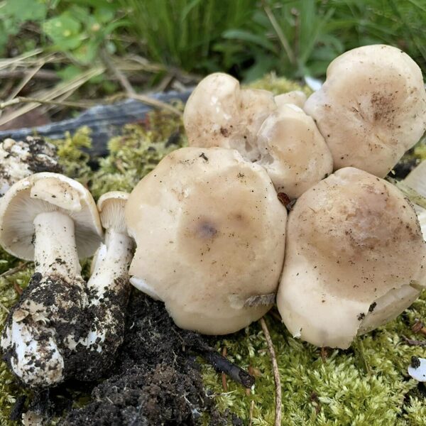 Calocybe gambosa, St George's Mushroom