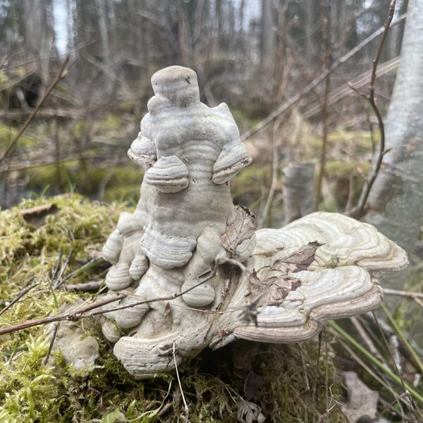 Fomes fomentarius tinder fungus