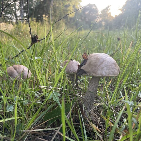 Leccinum scabrum, Brown Birch Bolete