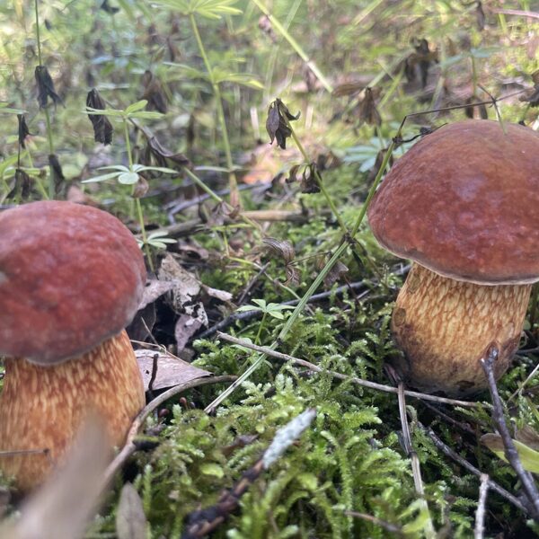 Suillellus luridus, Lurid Bolete mushroom