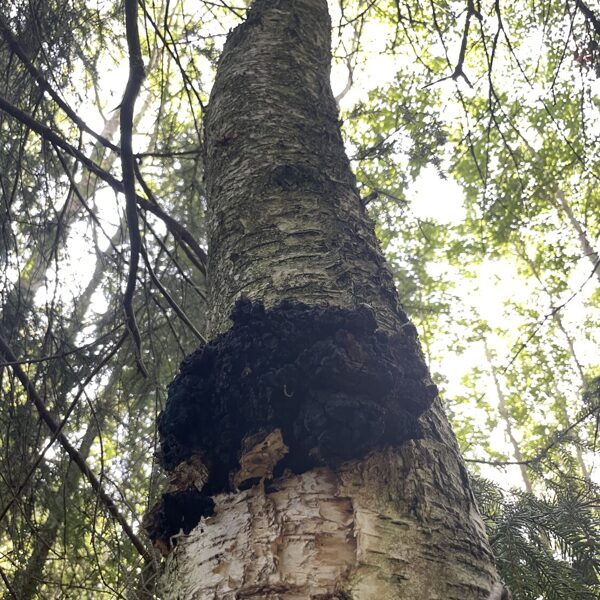 Inonotus obliquus Chaga