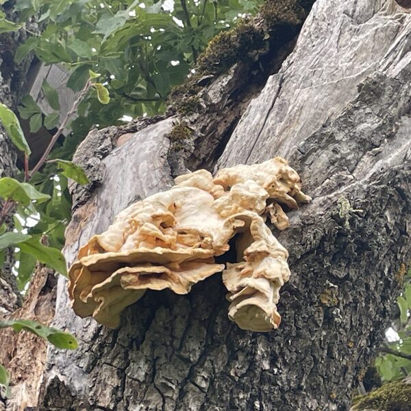 Laetiporus sulphureus chicken of the woods
