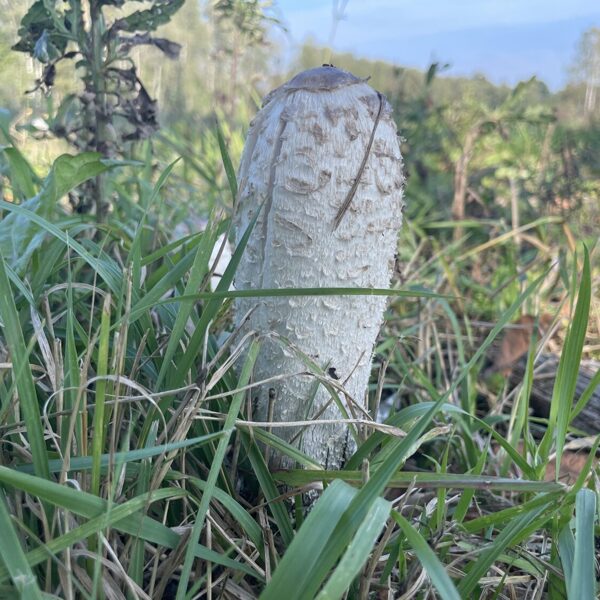 Shaggy Mane (Coprinus comatus)
