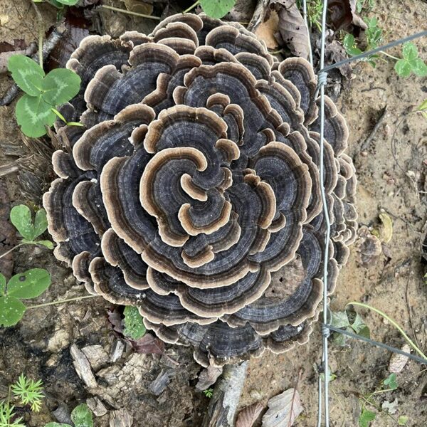 Trametes versicolor Turkeytail fungus