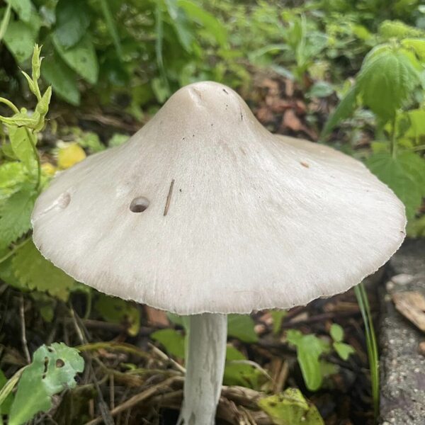 Volvopluteus gloiocephalus Stubble Rosegill