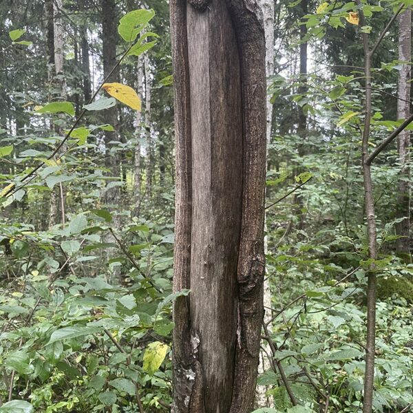 Alces alces elk moose