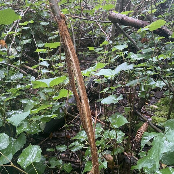 Capreolus capreolus Roe deer
