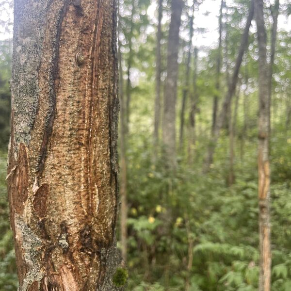 Cervus elaphus red deer