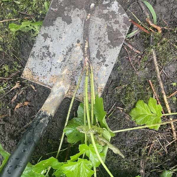 Heracleum sosnowskyi Sosnowsky's Hogweed