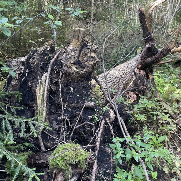 Hymenoscyphus fraxineus Ash dieback