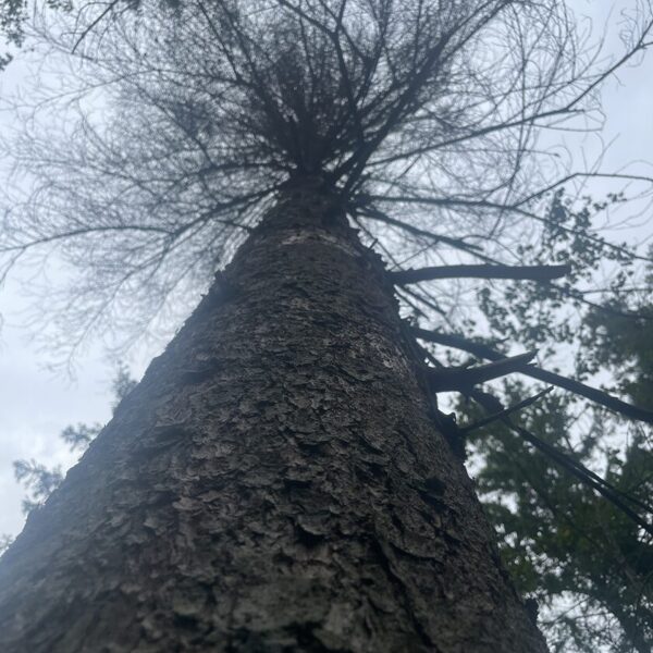 Ips typographus European spruce bark beetle