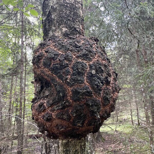 Rhizobium radiobacter Crown gall