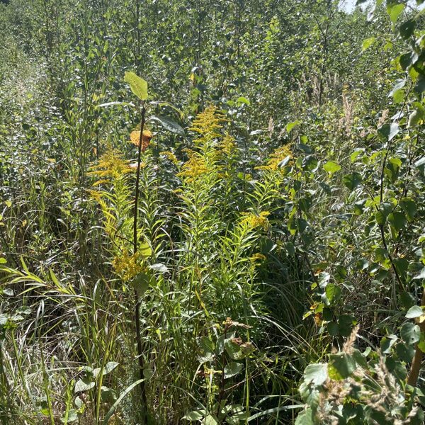 Solidago canadensis