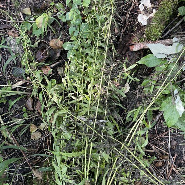 Solidago canadensis Canada goldenrod