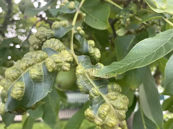 Aceria erinea Walnut Blister-Mite
