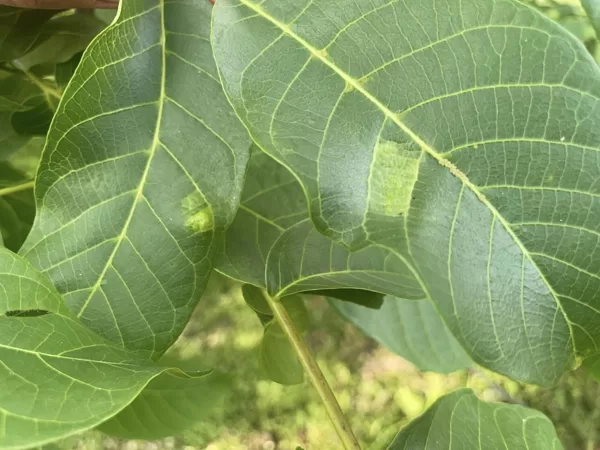 Aceria erinea Walnut Blister-Mite