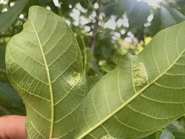 Aceria erinea Walnut Blister-Mite
