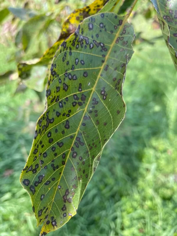 Unkown bacteria fungus lack of nutrition or just autumn