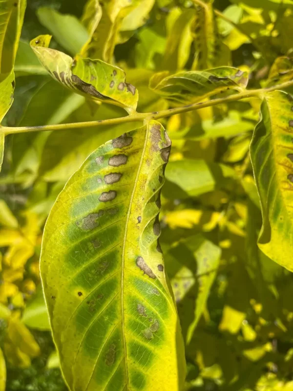 Unkown bacteria fungus lack of nutrition or just autumn