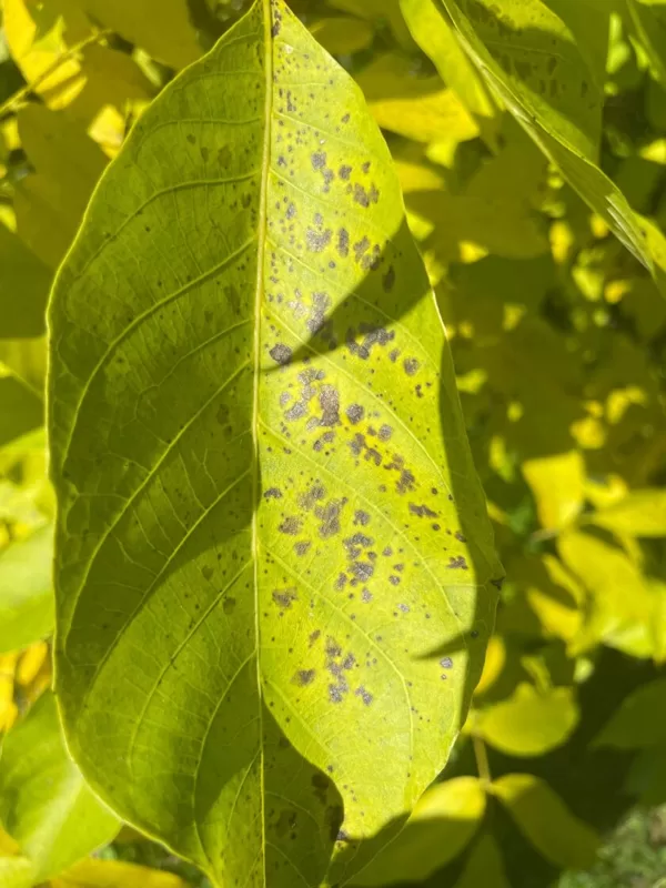 Unkown bacteria fungus lack of nutrition or just autumn
