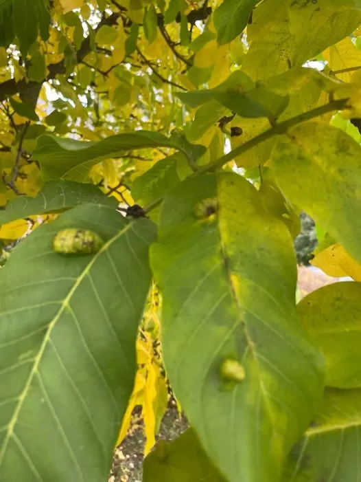 Aceria erinea Walnut Blister-Mite