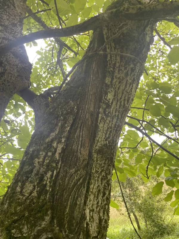 Frost crack? 3m high from ground