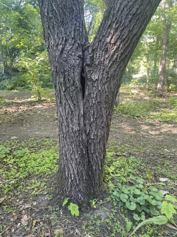 Walnut tree trunk fork with cavity
