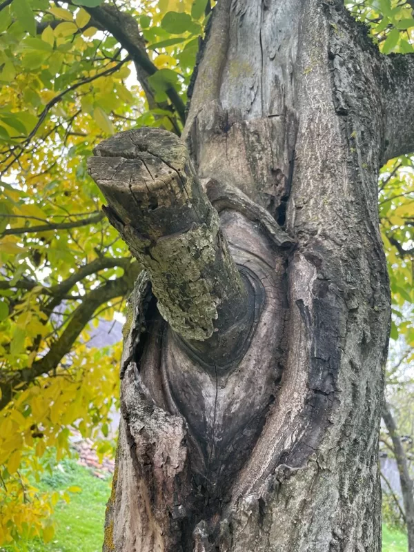 Bad prunning