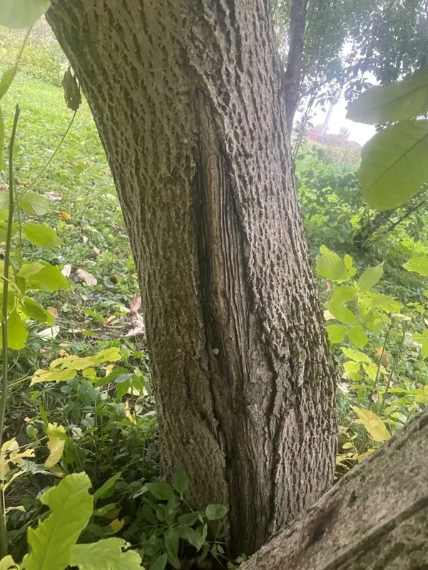 Frost crack?