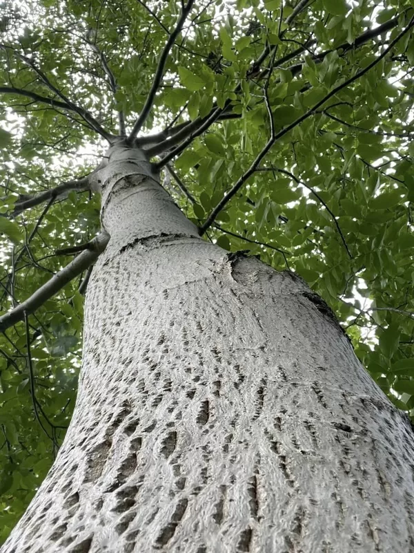 White trunk coud be adaptation to later start in cold climate
