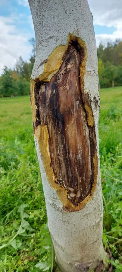 Unknown, fungi or bacteria, probably from over fertilization
