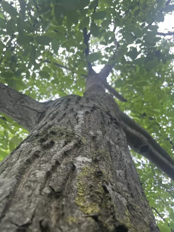 Dark trunks heat up the tree early in season
