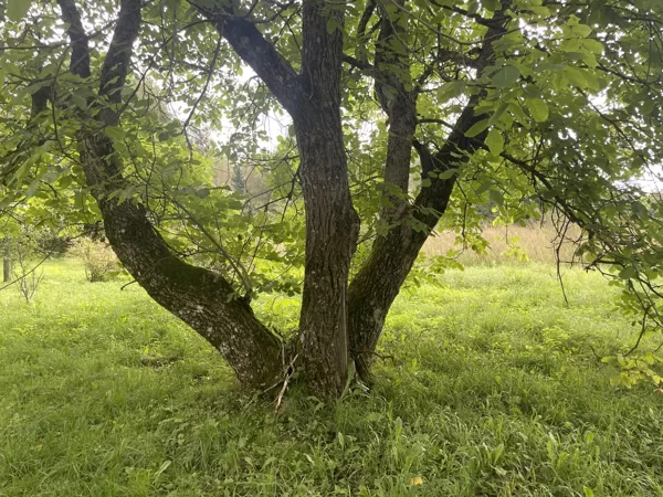 multi stemmed tree