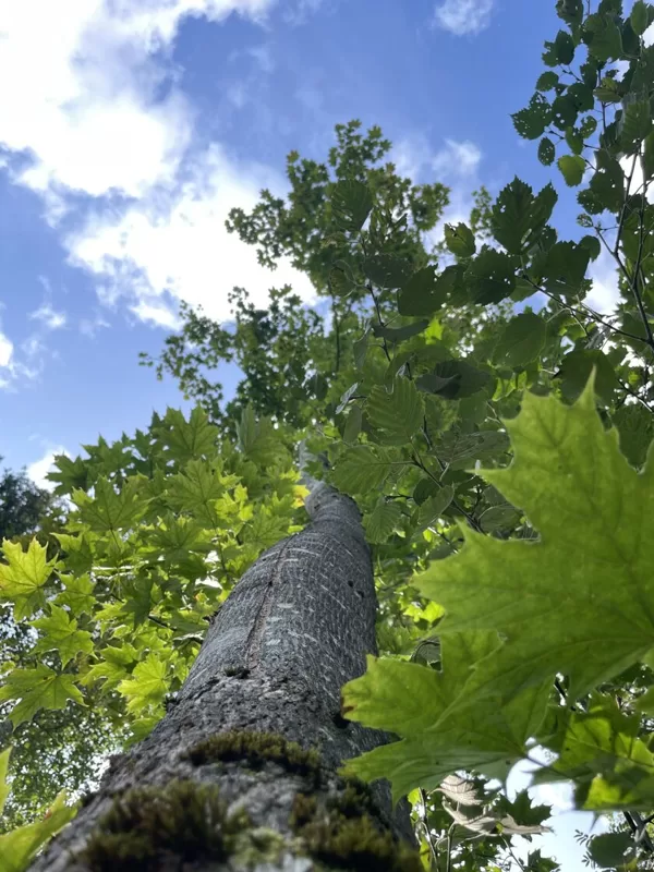 Acer platanoides Norway maple