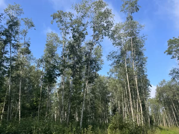 Alnus incana Alder grey