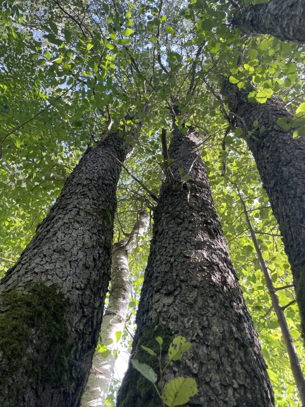 Alnus glutinosa Black alder
