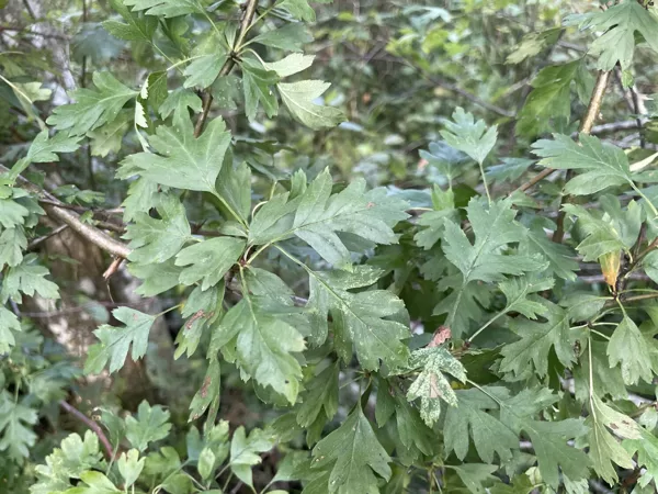 Crataegus monogyma Hawthorn spp