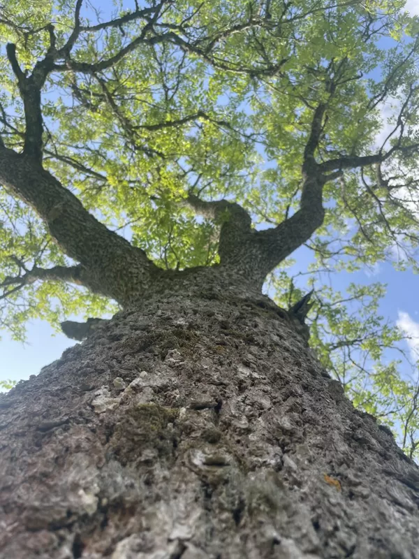 Fraxinus excelsior European ash