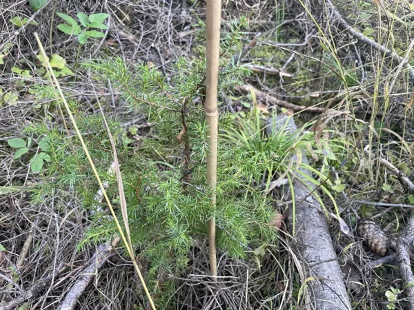 Juniperus communis