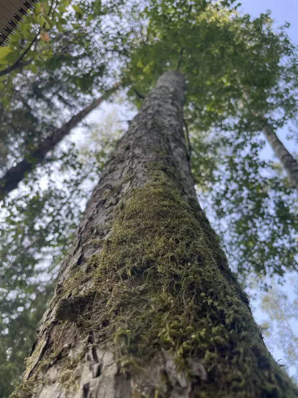 Picea abies Norway spruce