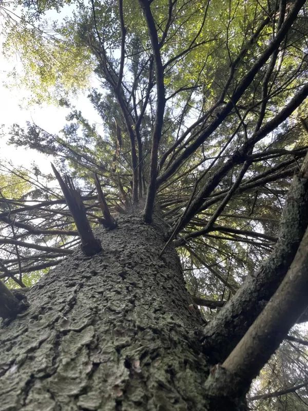 Picea abies Norway spruce